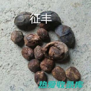 中药油桐