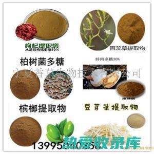 黑栀子的功效与作用 (黑栀子的功效与作用及食用方法)