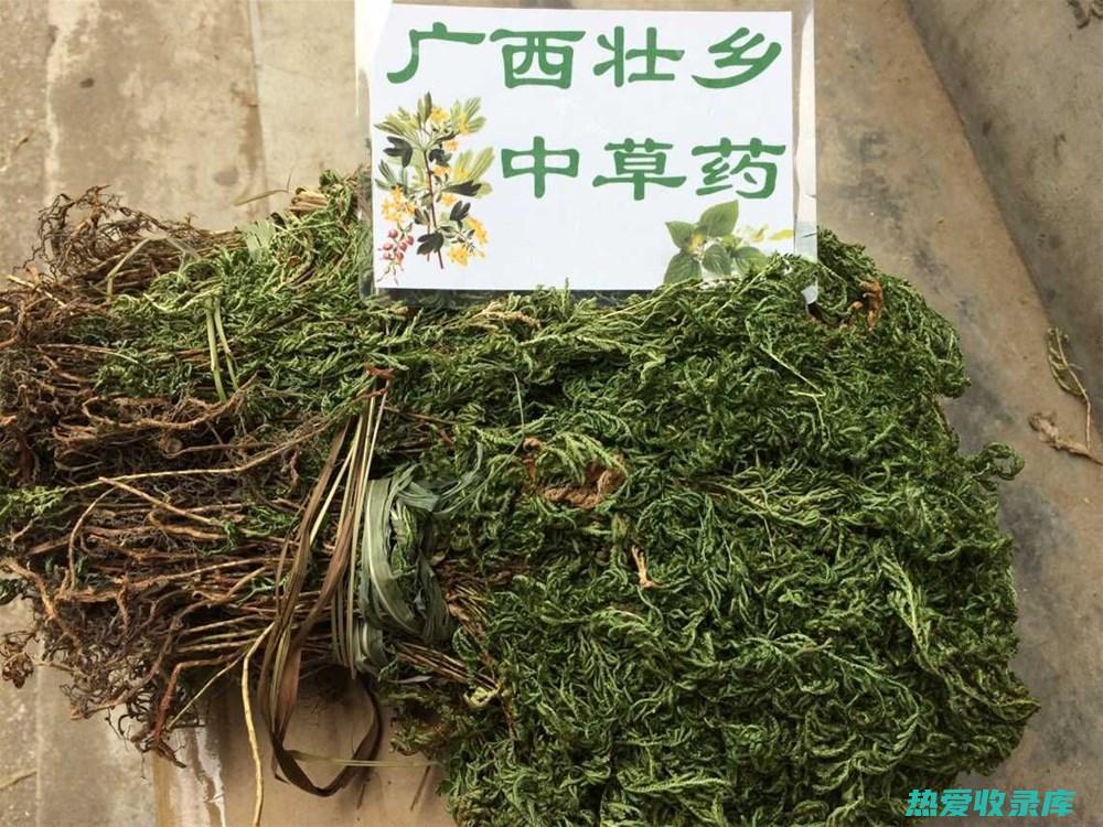 八草金龙：功效与药用全解析 (八草金龙功效作用)