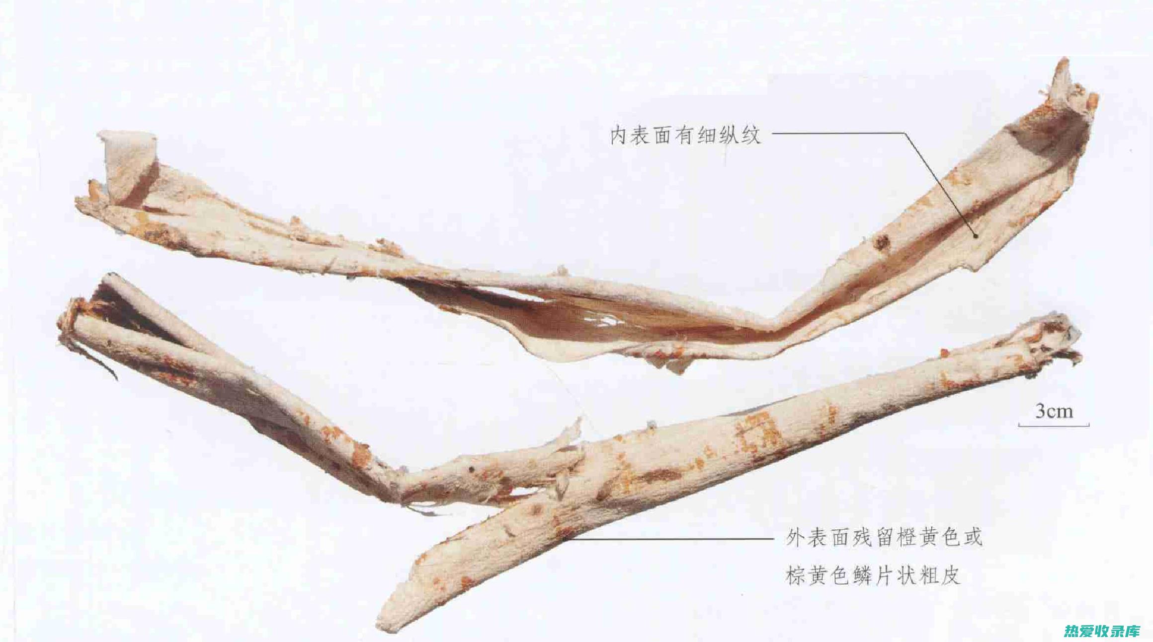 揭秘生桑白皮的惊人功效：中医养生与现代医学的交汇 (生桑白皮的功效与作用及禁忌)