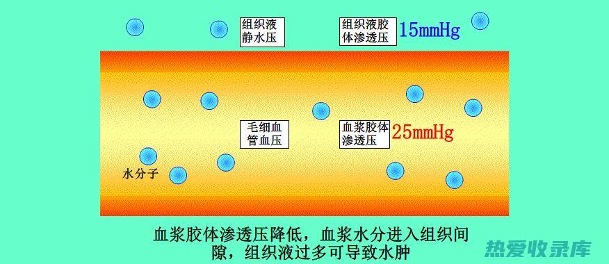 芸香苷等成分具有抗炎作用