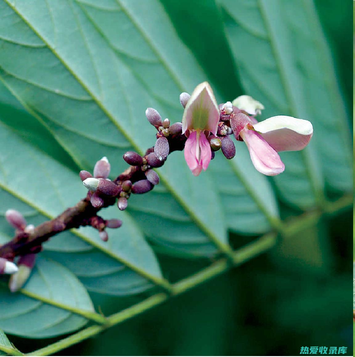 其所含的香豆素类化合物可以扩张血管