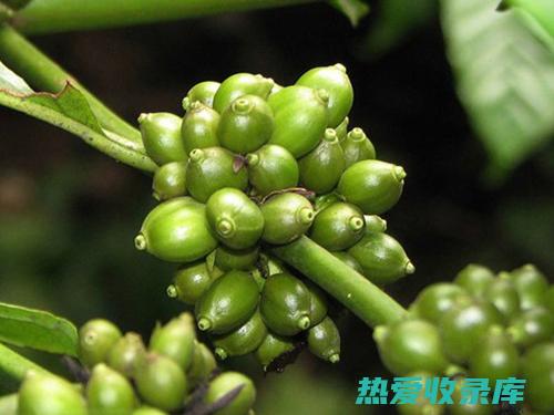 其他功效：豆稔根还具有降血压、抗菌、抗病毒、抗肿瘤等多种功效，但这些功效目前仍在研究阶段。(豆是的功效)