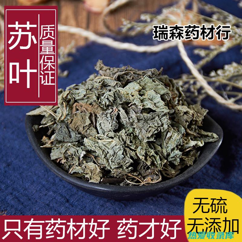 柴苏叶的功效：神奇的草药，拥有诸多健康益处 (柴苏叶的功效与作用点)