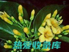 断肠草：功效与作用 (断肠草功效和作用)