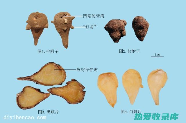 附子与肉桂共同功效： (附子与肉桂共同的功效有哪些)