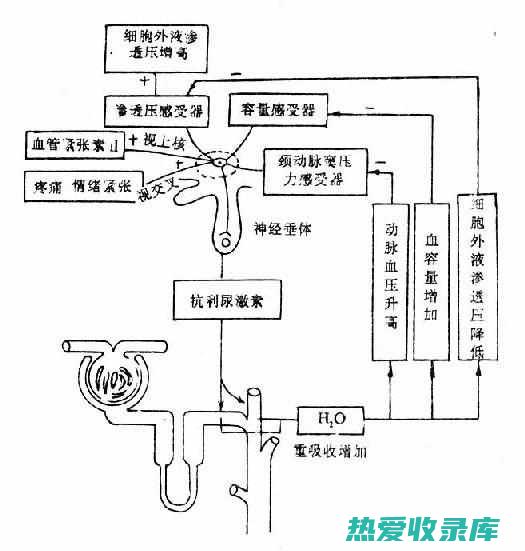 利尿作用(利尿作用最强的药物是)