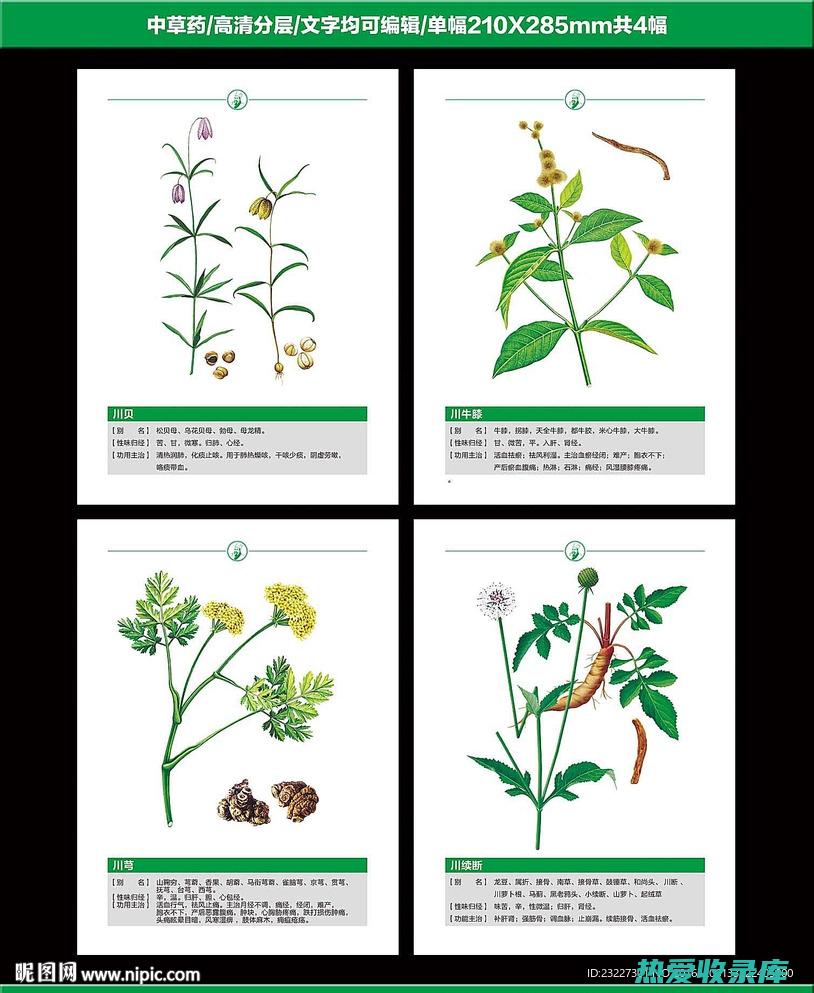 中草药川断的功效: 一份全面的指南 (中草药川断的功效和作用)