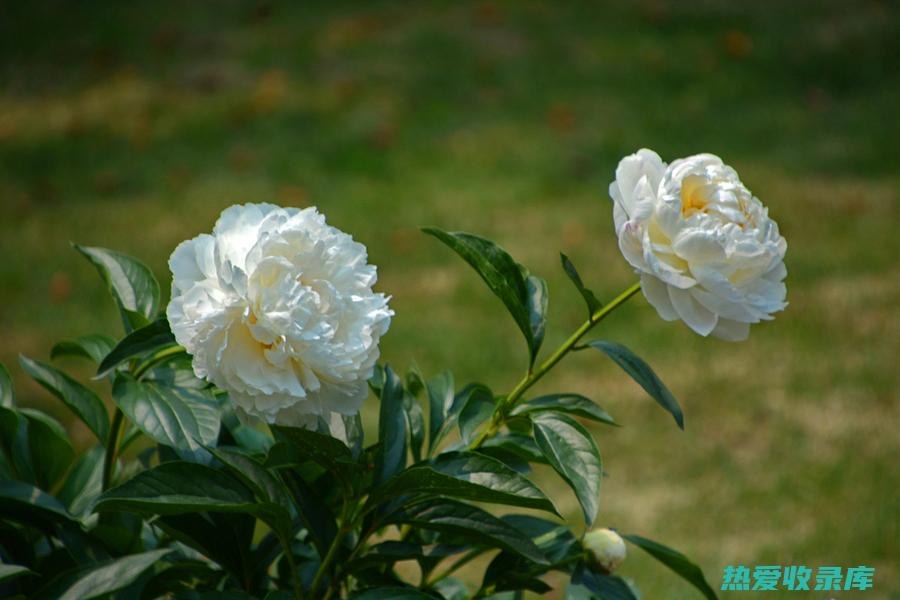 白芍药：用途与功效 (白芍药的药用)