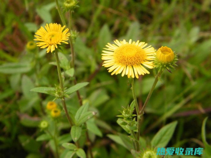 旋覆花功效与作用 (旋覆花功效与作用)