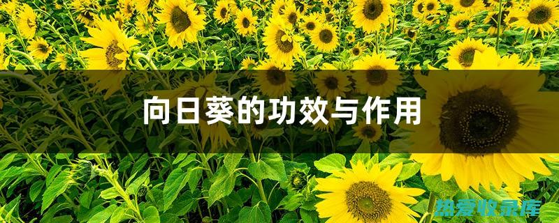 抗炎：向日葵花茶中的抗炎成分可以帮助缓解炎症，包括关节炎和皮肤炎症。(抗炎药物是什么药)