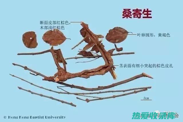 桑寄生: 功效和作用揭秘 (桑寄生功效与作用的功效和作用是什么)