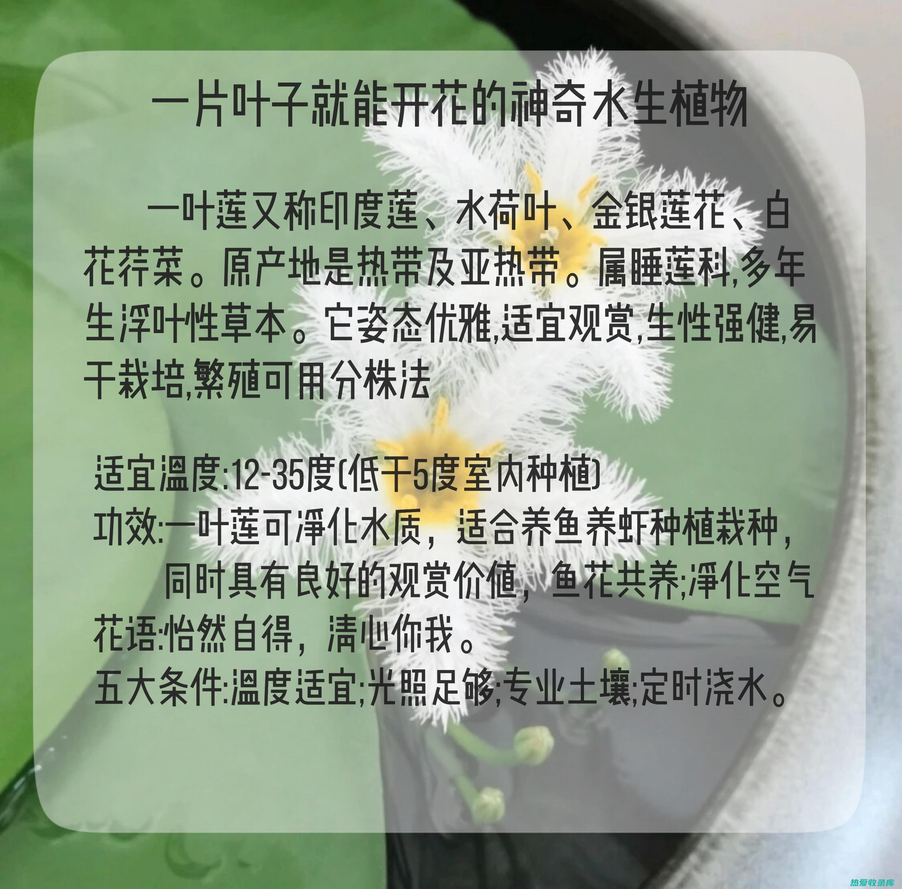 水莲：功效与作用 (水莲功效与主治)