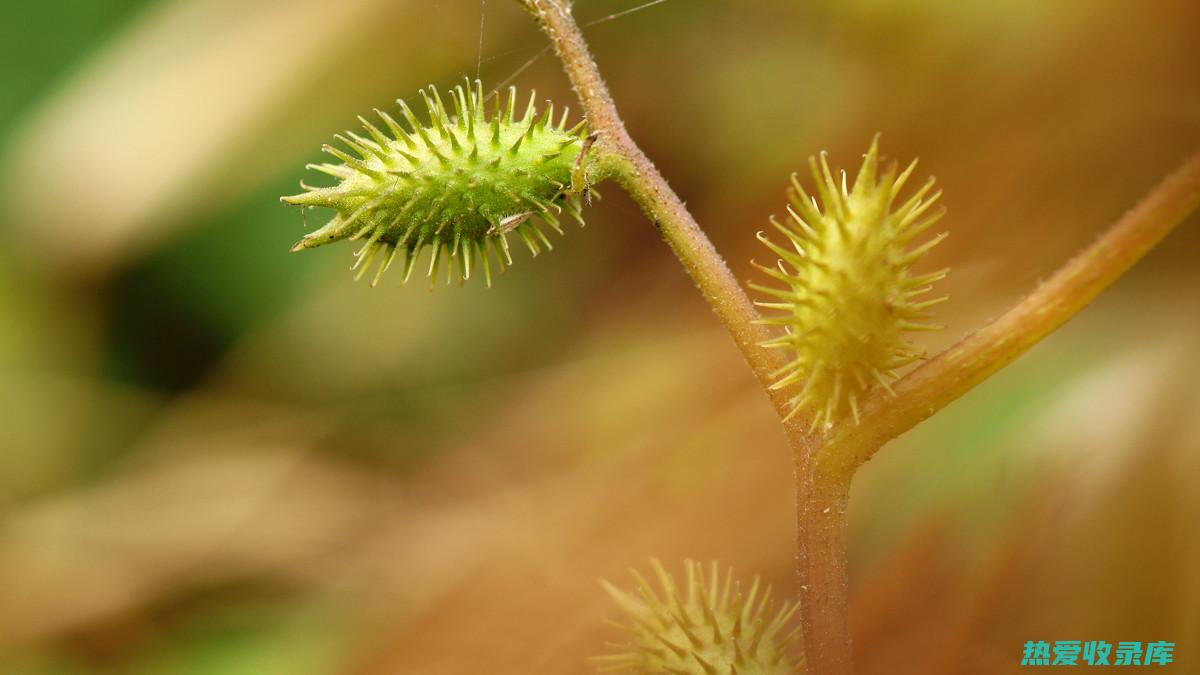 刺花根的功效 (刺花根的功效与作用)