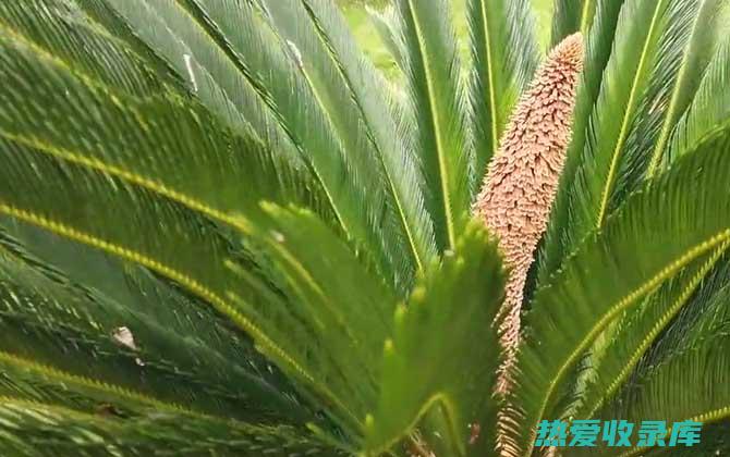 中药铁树枝：祛风活络、解毒止痛的天然良方 (中药铁树枝的功效)