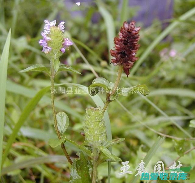 夏枯草和麦冬：增强免疫力、缓解肺部不适的天然助剂 (夏枯草和麦冬能一起煮水喝吗)