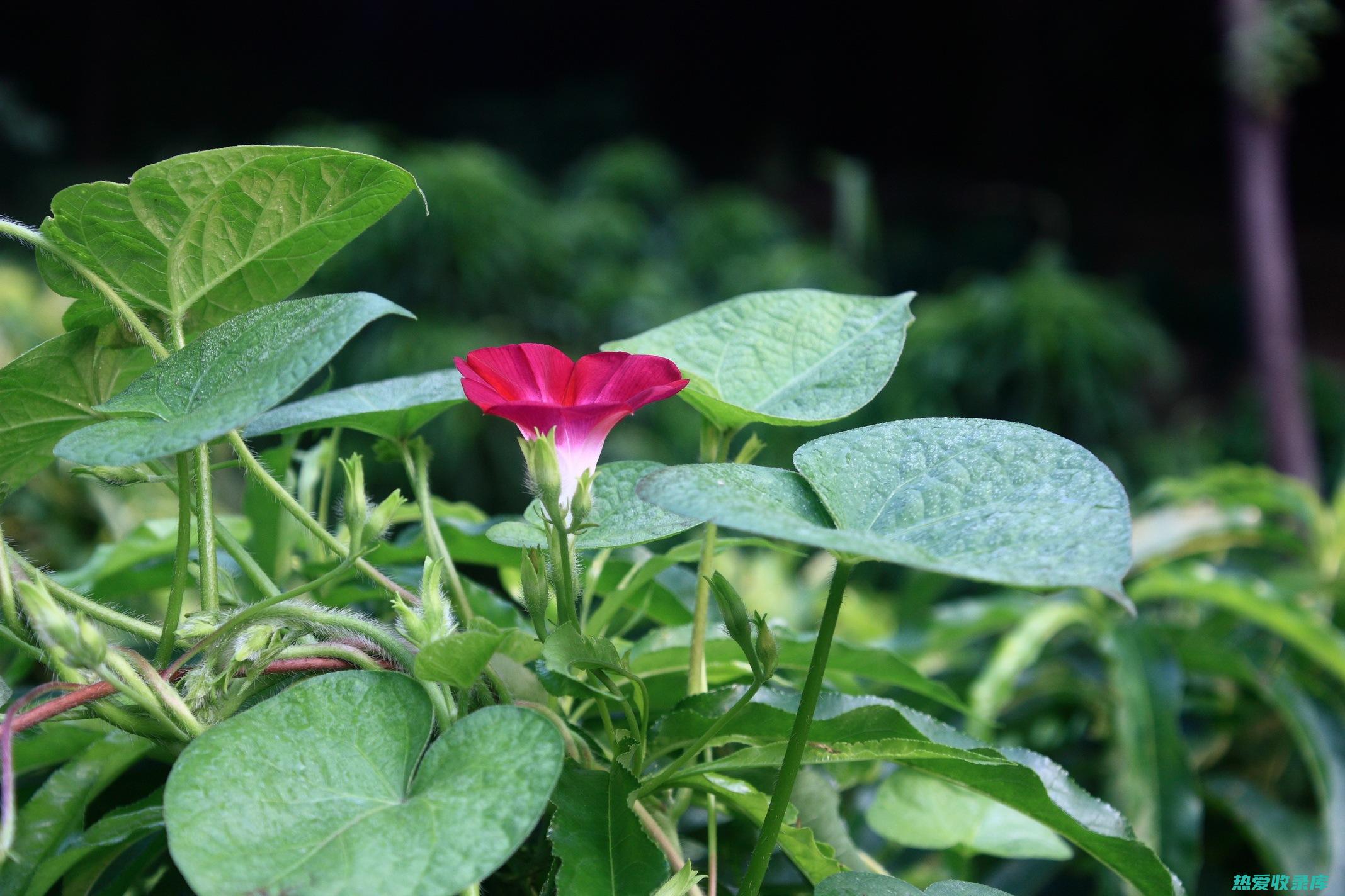 牵牛花的功效 (牵牛花的功效与用法)