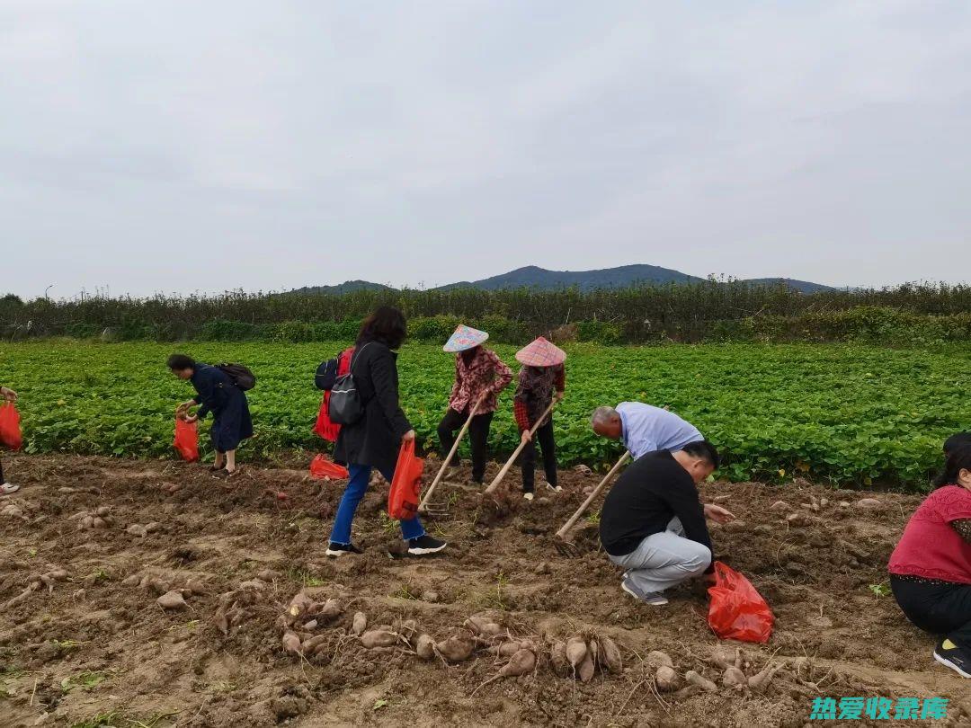 黄薯的强大功效与作用：营养价值与健康益处 (黄薯是什么)