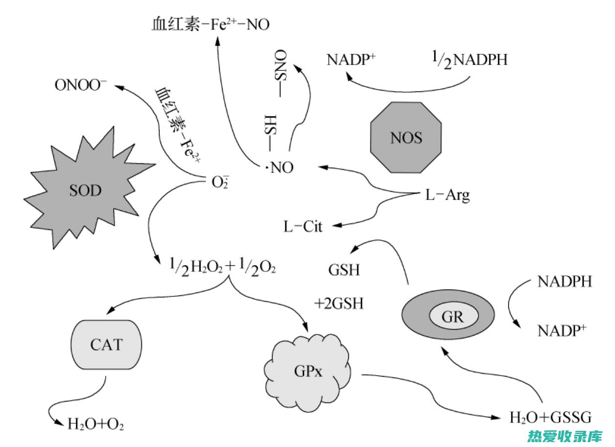 抗氧化作用：人参叶含有大量抗氧化剂，可以帮助保护细胞免受自由基损伤。自由基是导致许多慢性疾病的分子。(抗氧化作用的维生素)