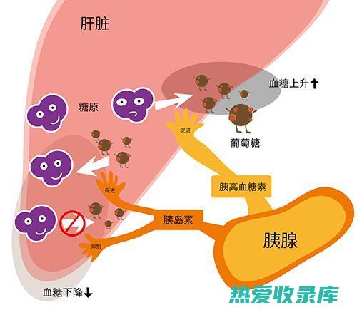 调节血糖水平：人参叶可能有助于调节血糖水平，使其对于糖尿病患者有益。(调节血糖水平最主要的器官是)