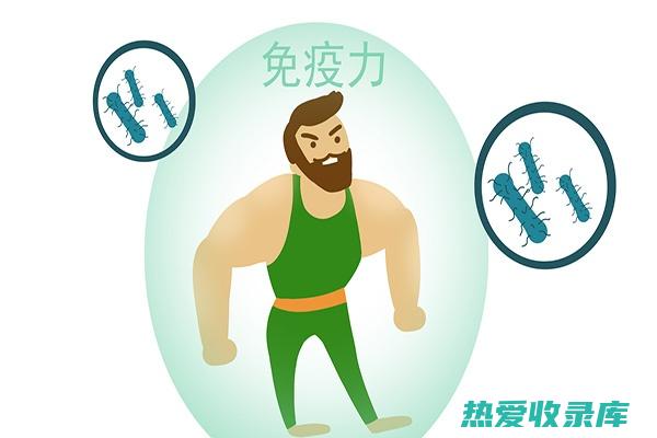 增强免疫系统：人参叶有助于增强免疫系统，使其更能抵抗疾病。(如何增强免疫系统)