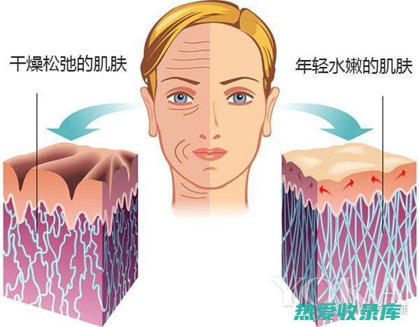 对抗皮肤干燥：中药疗法的终极指南 (对抗皮肤干燥的食物)