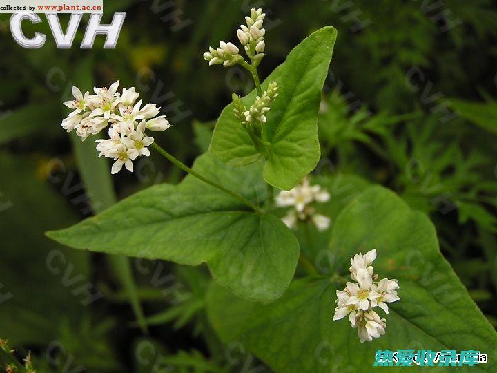 野南荞的功效与