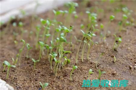 浸泡：取小草乌根茎10-20克，浸泡于白酒或醋中，(泡水里的草)