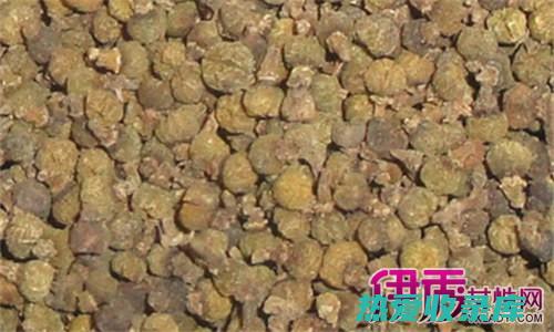 吴茱萸的功效与作用：从治疗胃病、调理脾胃到缓解疼痛 (吴茱萸的功效和作用)