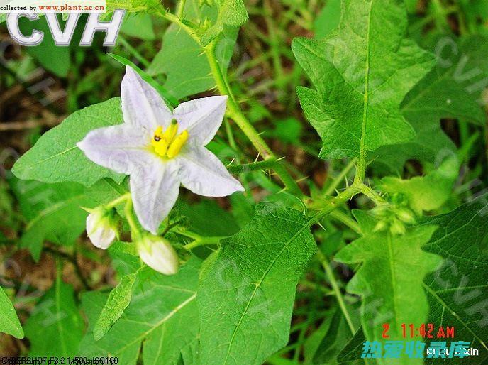 中药颠茄的功效与作用：祛风湿、活血化瘀、止痛消肿 (中药颠茄的功效)