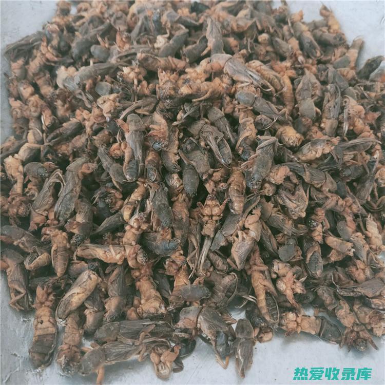 中药蝼蛄：神奇的滋补品，用途广泛 (蝼蛄中药的作用是什么)