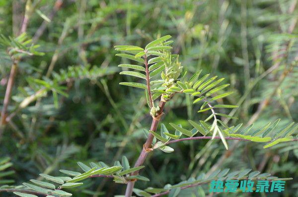 中药红消：自然治疗关节炎、痛风和炎症的秘密武器 (中药红凡)