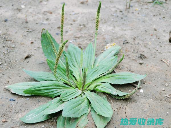 车前草的药用功效：有效缓解咳嗽、尿路感染、充血和炎症 (车前草的药用价值)