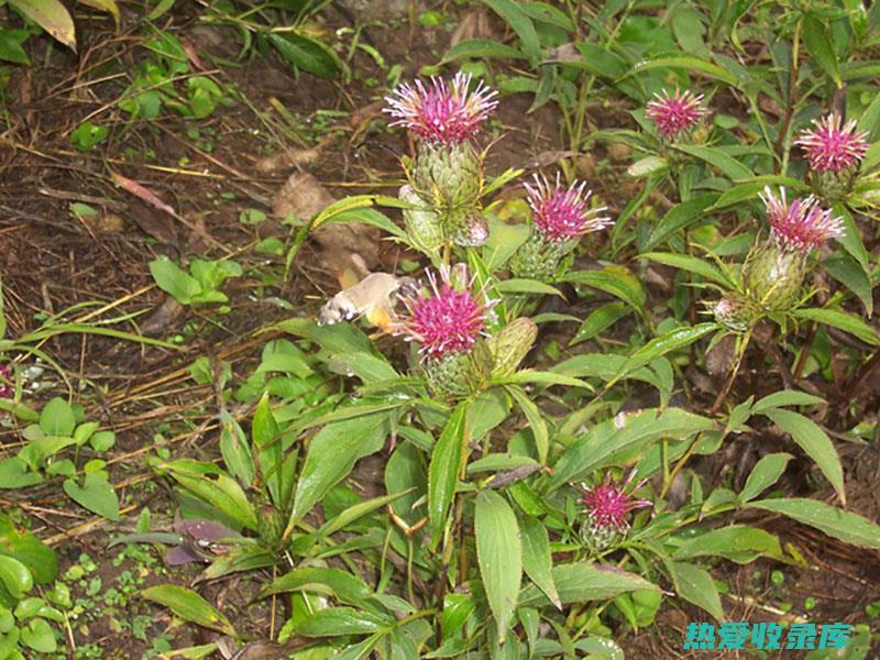 野生白术的功效 (野生白术的分布点)