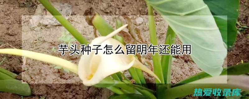 芋头茎的惊人健康功效 (芋头茎是什么)