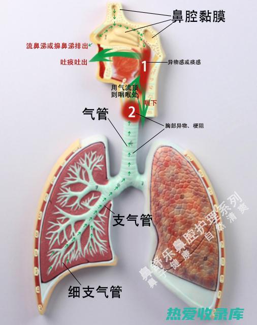 有痰咳嗽的中药方剂：有效调理，止咳平喘 (有痰导致咳嗽吃什么药)