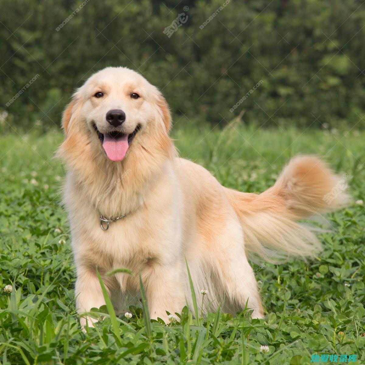 金毛犬的功效 (金毛犬的功效与作用)