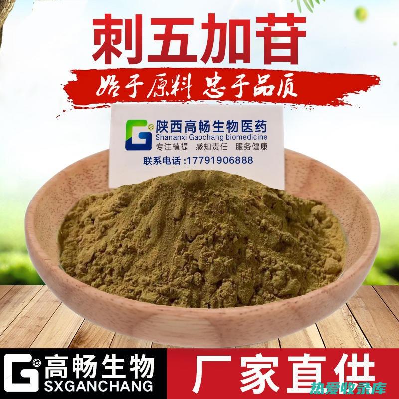 刺五加皮：用途广泛的中草药及其显著的功效与作用 (刺五加皮用量)