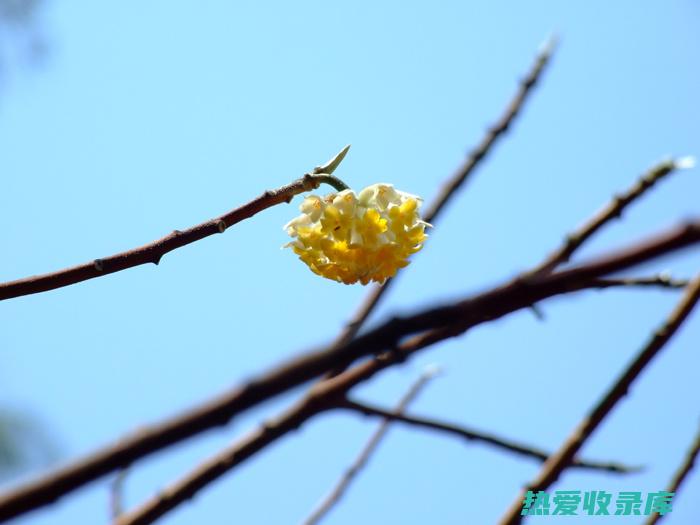 雪里开根的功效