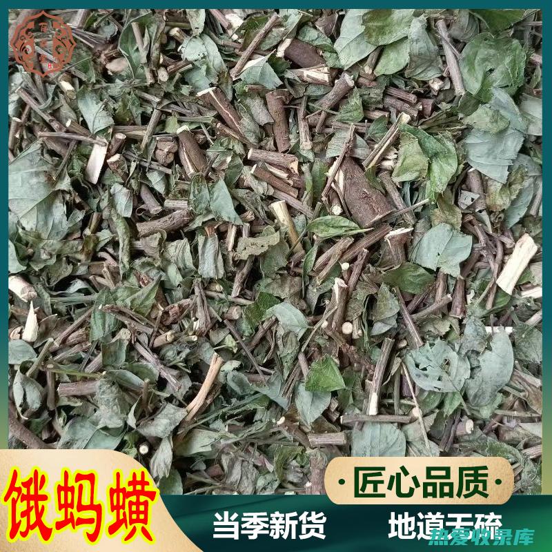 揭秘粘身草的功效：探索其药用价值和用途 (龙门石窟警察免票吗)