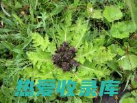 九木香功效与作用：缓解疼痛、消肿、抗菌、调经活血、祛风散寒 (九香木图片)