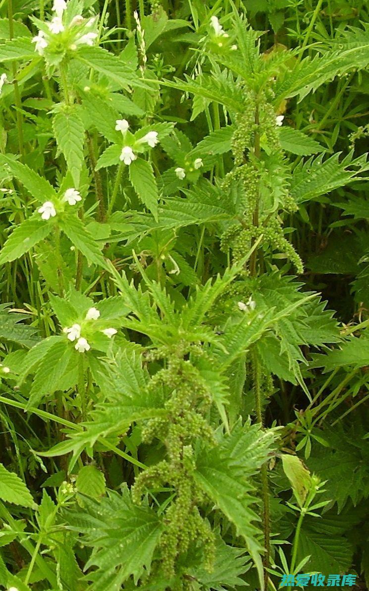 麻叶荨麻的强大功效与作用：探索这一神奇植物的健康益处 (麻叶荨麻的强度高吗)