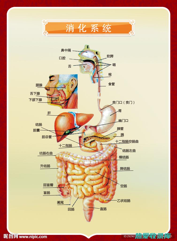 消化系统疾病：黄蜀葵根可缓解胃炎、肠炎和大肠炎等消化系统疾病。(消化系统疾病ppt课件)