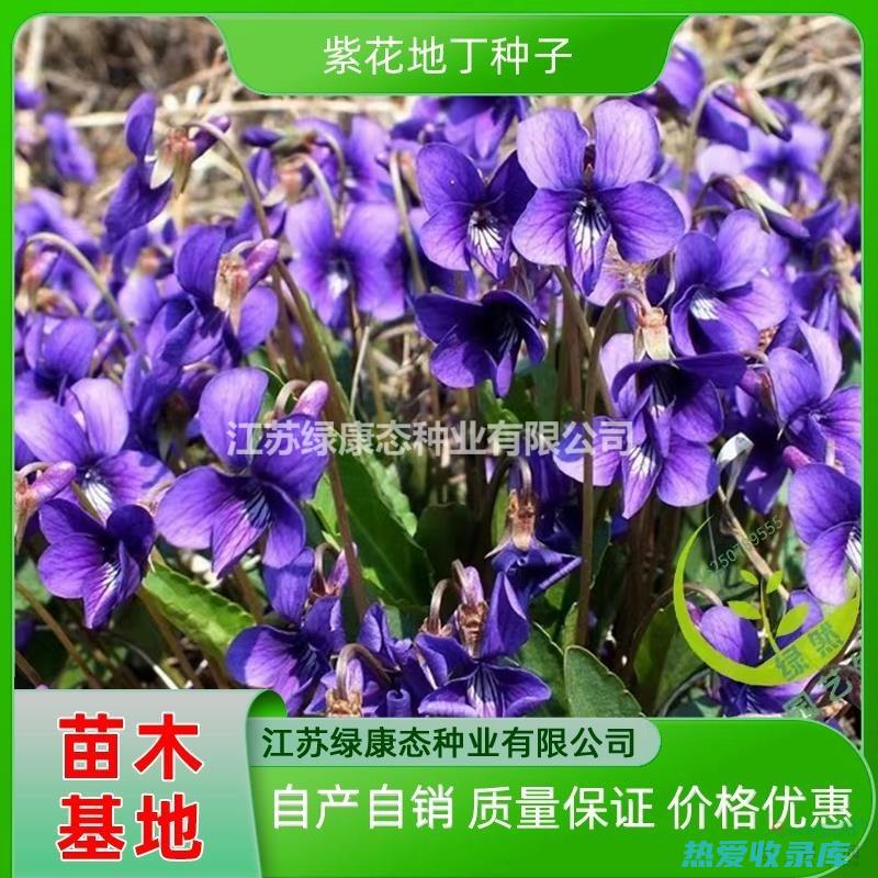 紫花地丁：功效与作用 (紫花地丁功效作用)