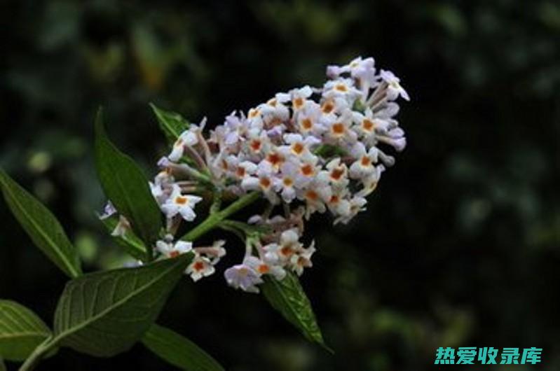 蒙花的功效 (蒙花的功效与作用禁忌用量)