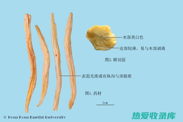 明党参的功效与作用：揭秘天然补气良药的秘密 (明党参的功效与作用图片)