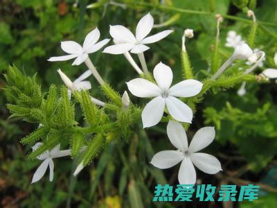 白花丹：中草药的功效 (白花丹中草药)