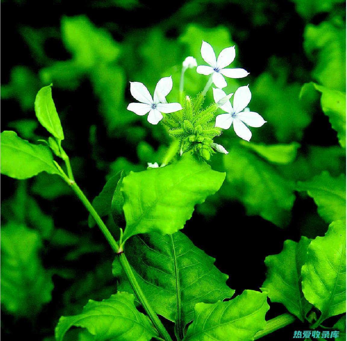 祛痰：白花丹中的黄芩苷和黄芩素可以帮助稀释痰液，促进痰液排出。(白花丹的妙用)