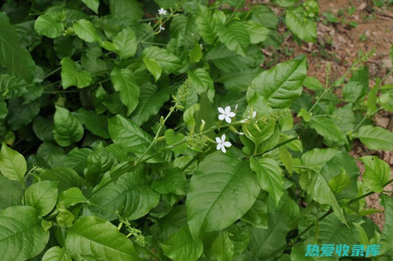 可以抑制细菌和病毒的生长