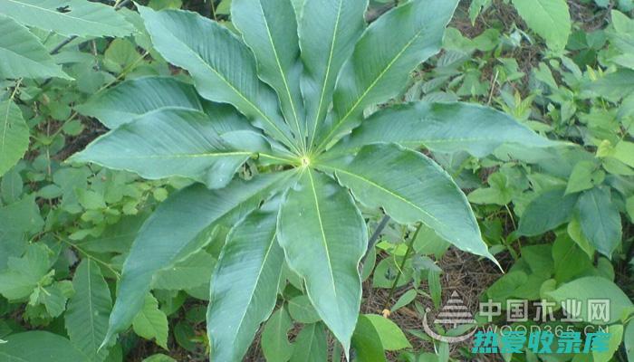 生草乌: 中草药的功效与作用 (生草乌是什么中药)